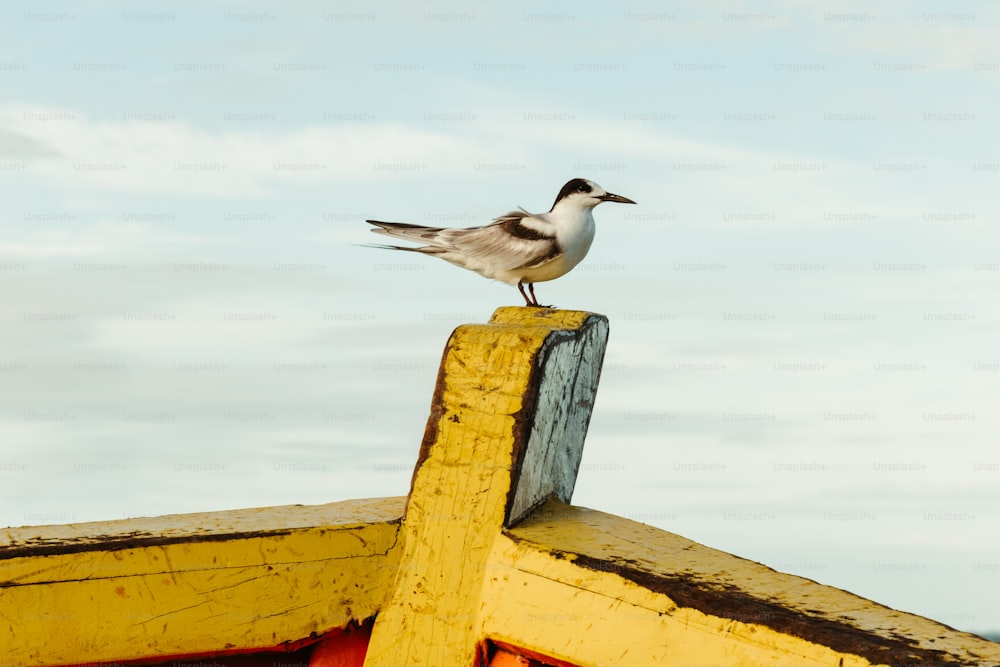 um pássaro sentado em cima de um barco amarelo