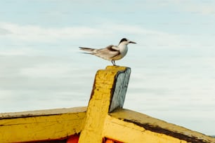 um pássaro sentado em cima de um barco amarelo