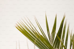 a close up of a palm tree with a white background