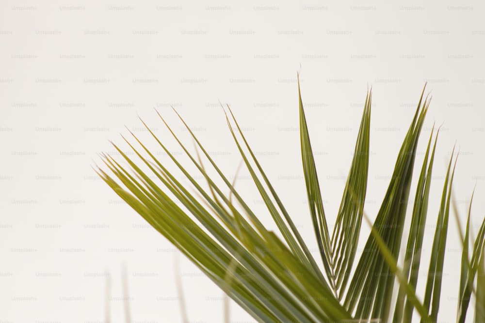 a close up of a palm tree with a white background