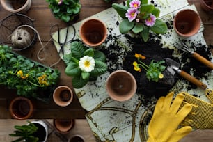 a table topped with potted plants and gardening gloves
