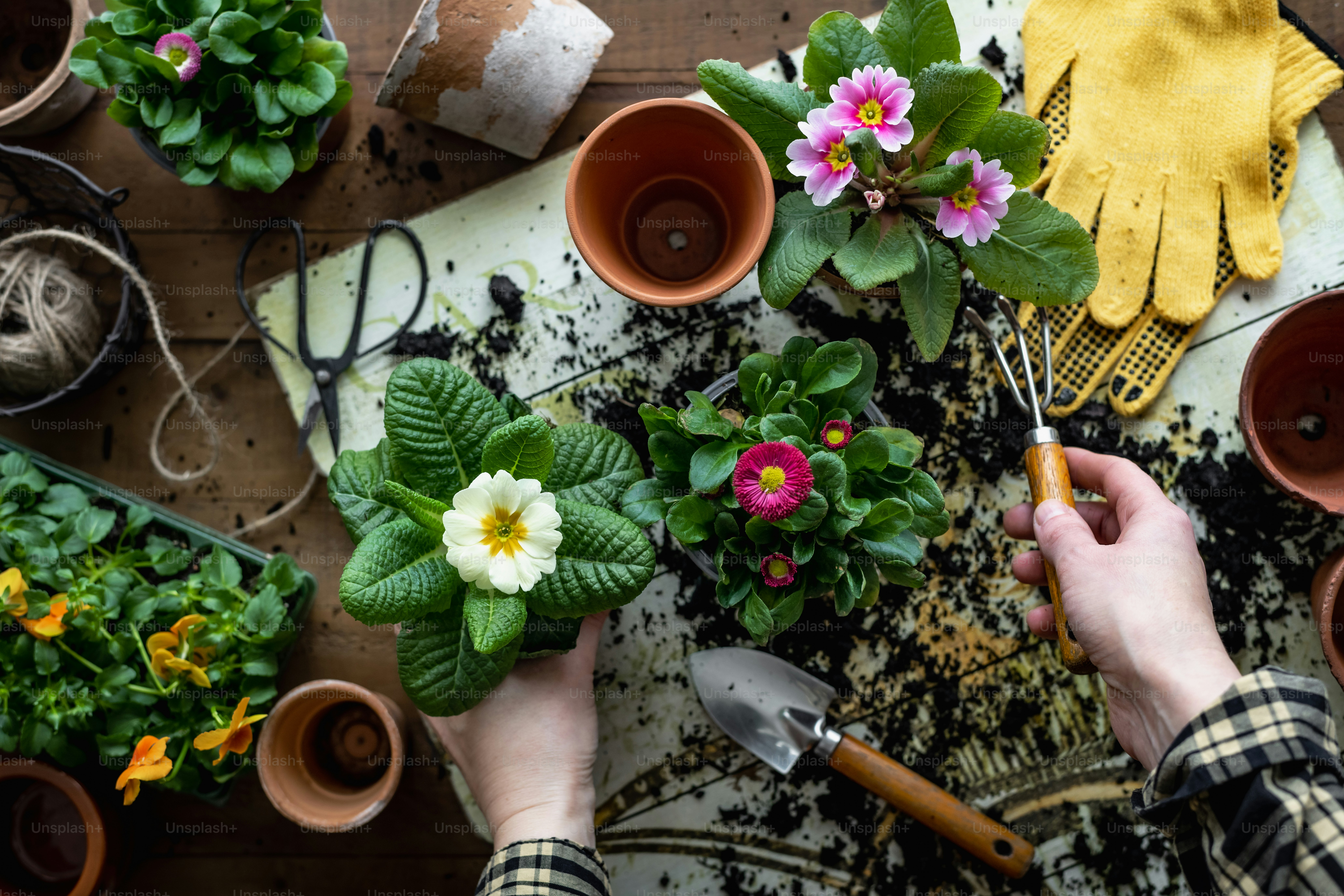a person holding a plant in front of some potted plants