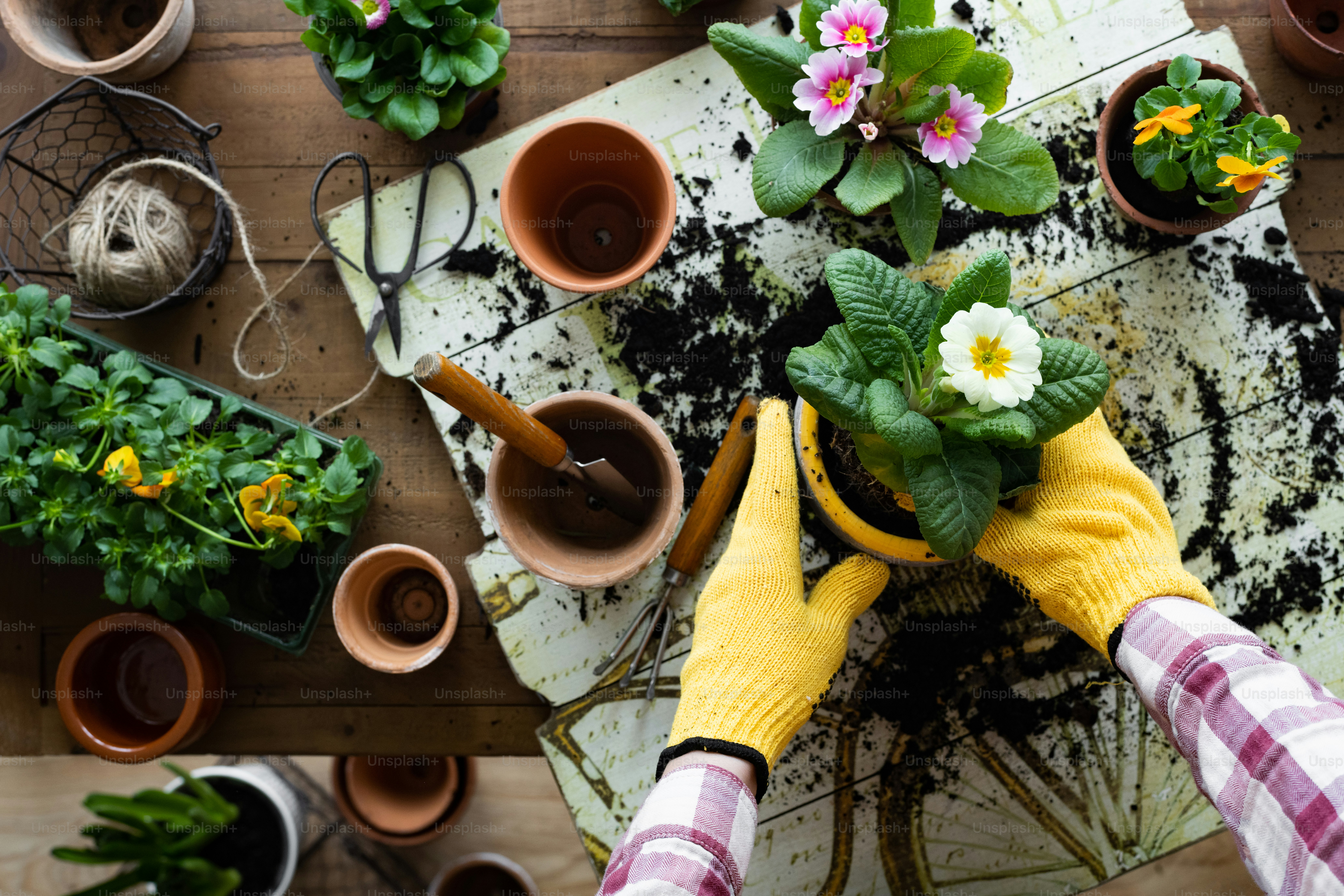a person holding a potted plant on top of a wooden table