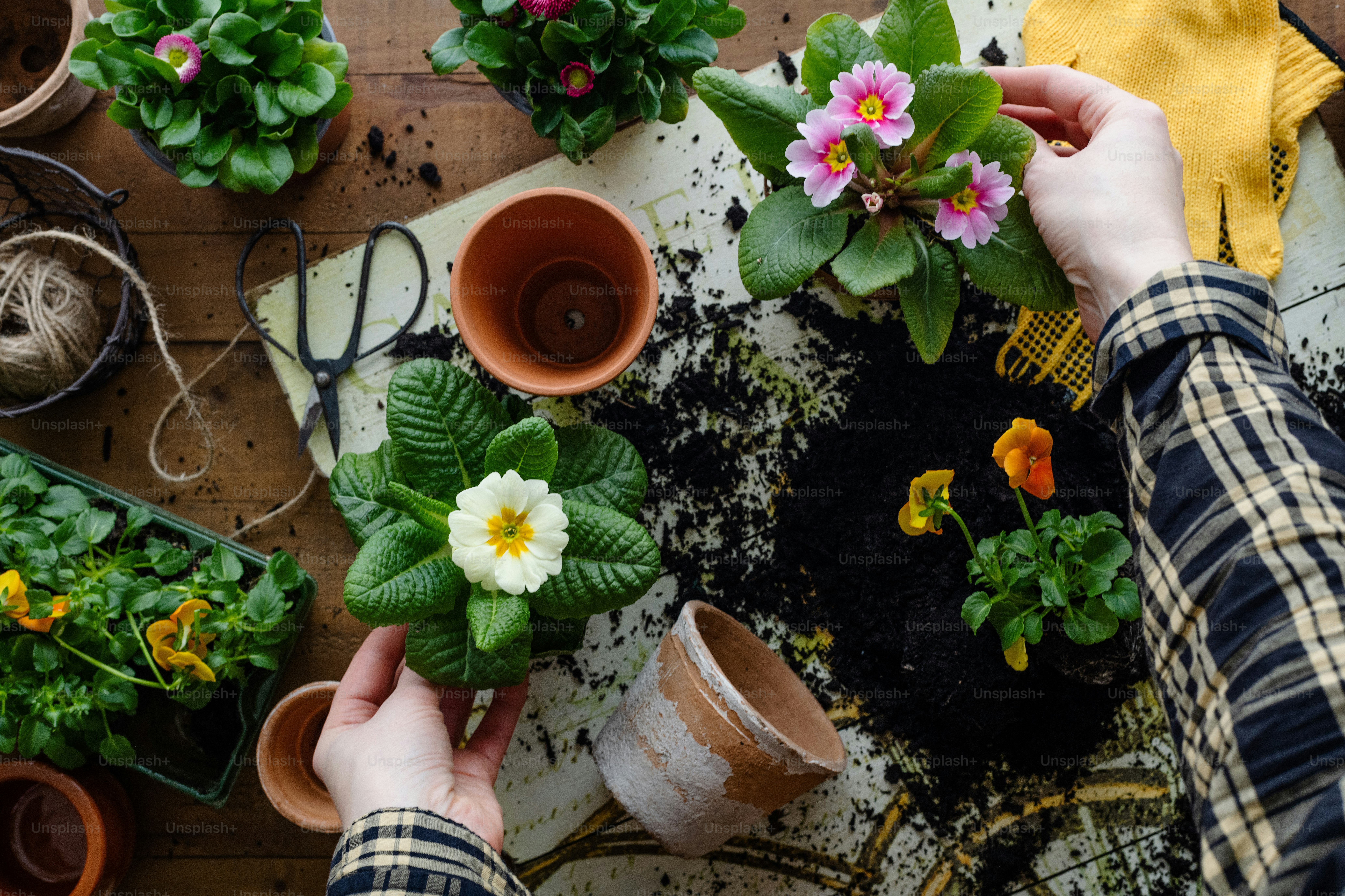 a person holding a potted plant on top of a wooden table