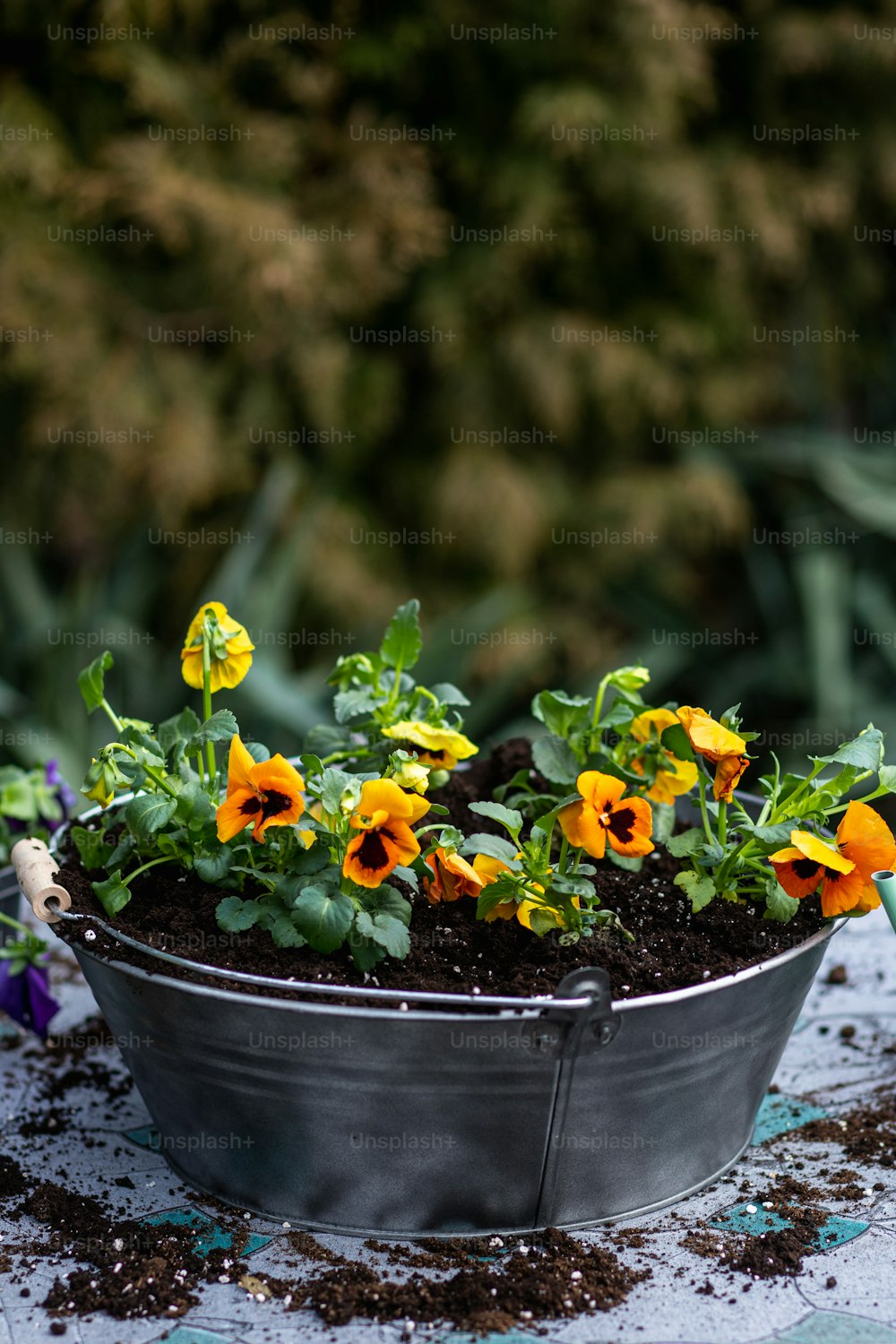 una planta en maceta con flores amarillas y naranjas