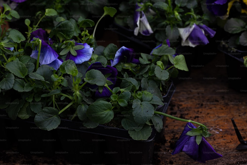 a bunch of flowers that are in some pots