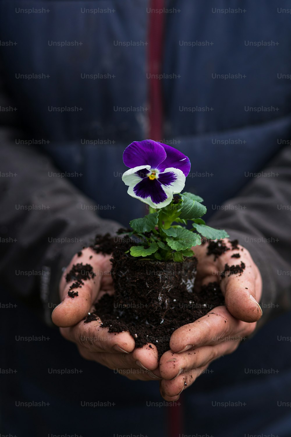 a person holding a flower in their hands