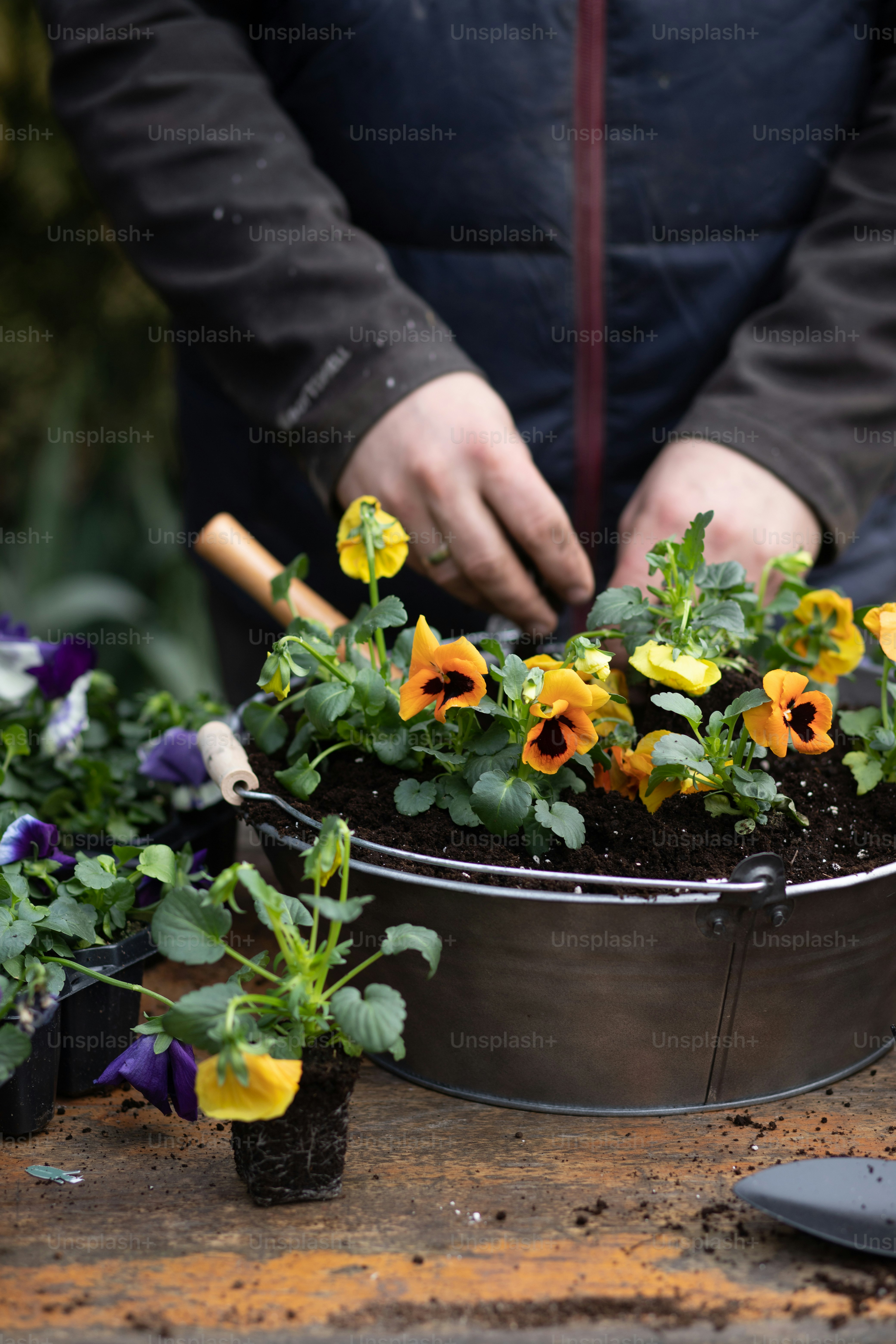 eine Topfpflanze mit gelben und orangefarbenen Blüten