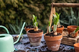 a group of potted plants sitting on top of a table