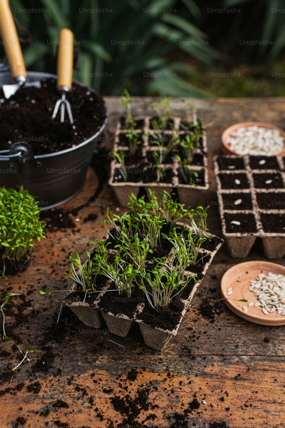 a table topped with lots of potted plants