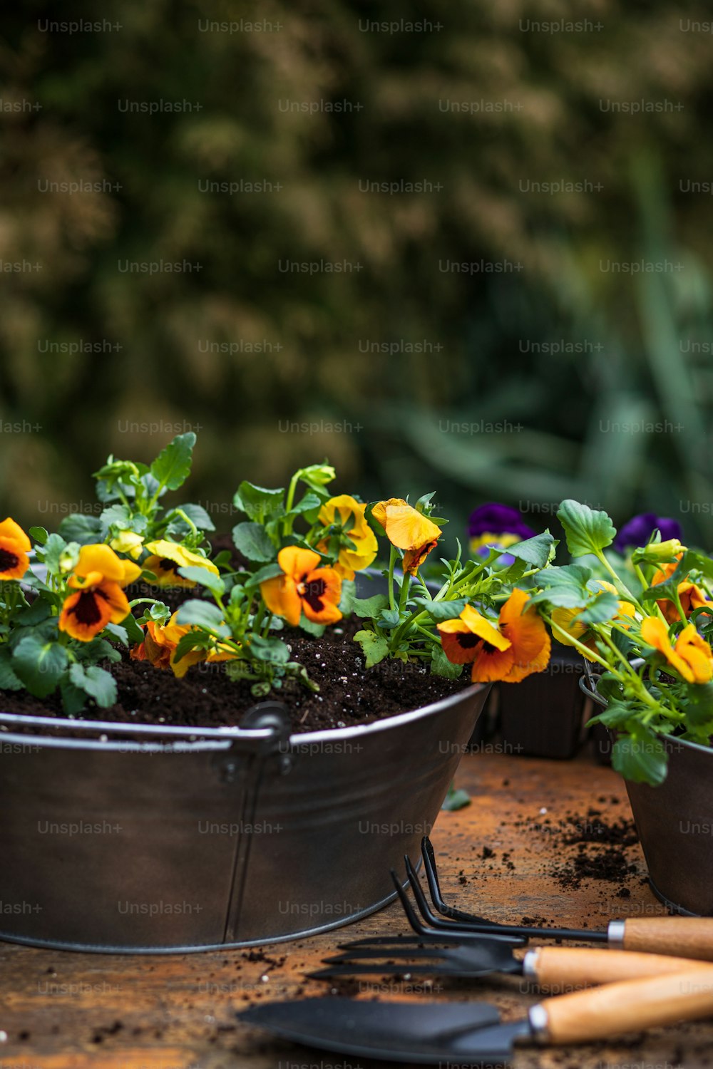 a group of potted plants with gardening utensils