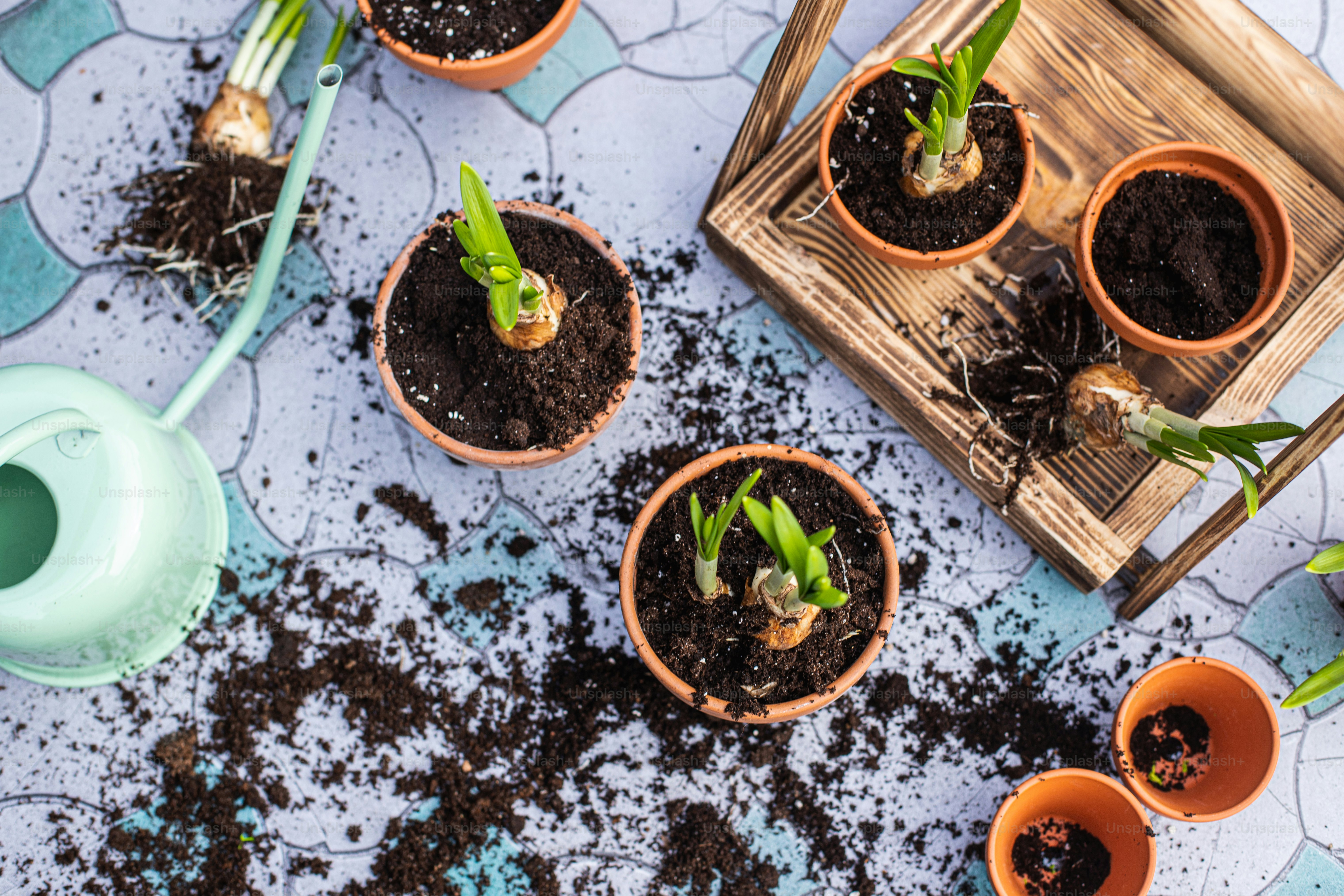 테이블 위에 앉아 있는 화분 그룹
