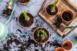 un groupe de plantes en pot assis sur une table