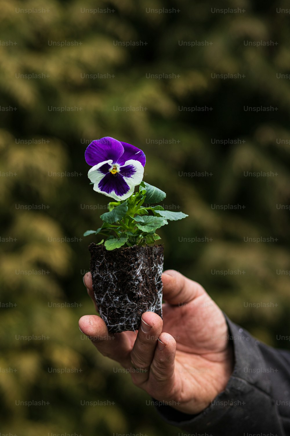 uma pessoa segurando um pequeno vaso de planta com uma flor roxa