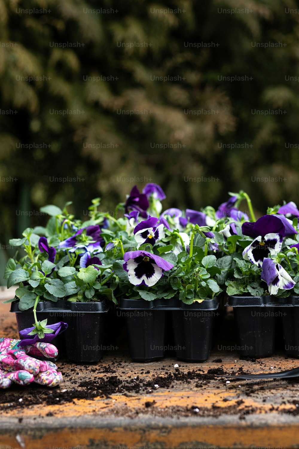 a group of pansies that are on a table