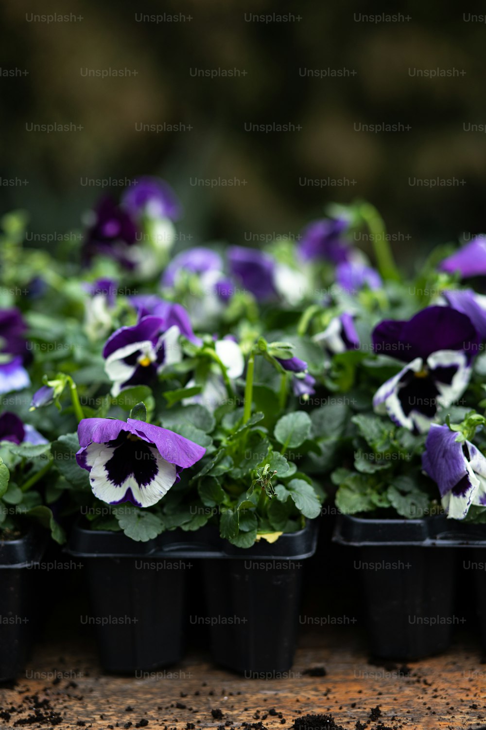 a bunch of pansies that are in some pots