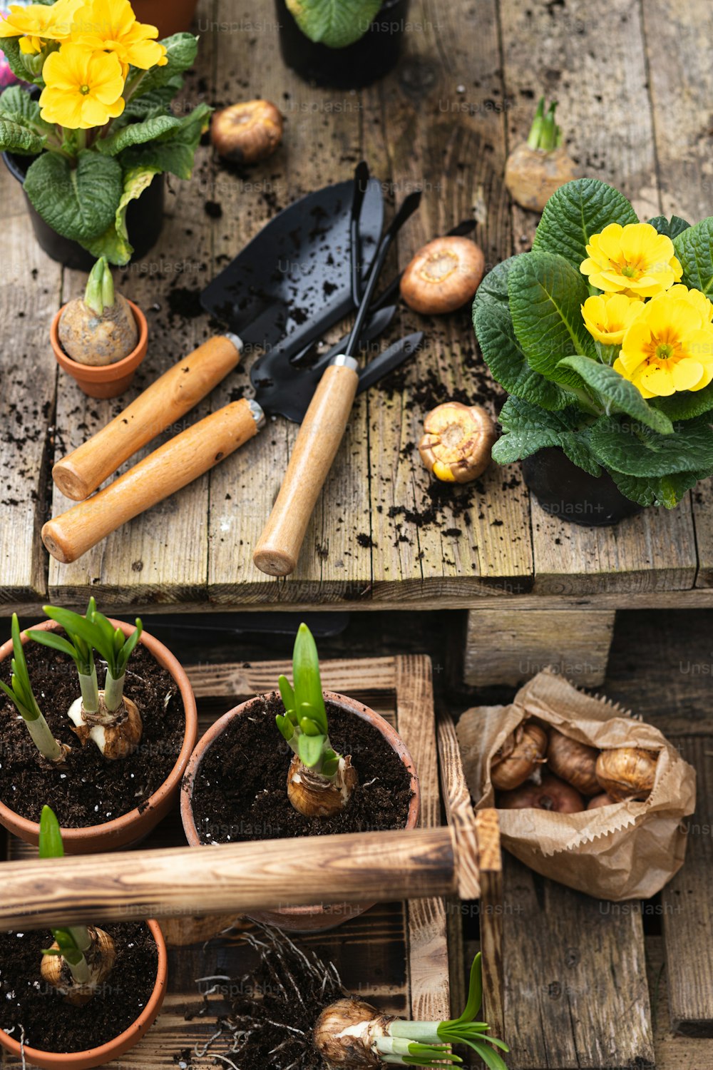 uma mesa de madeira coberta com vasos de plantas e utensílios de jardinagem