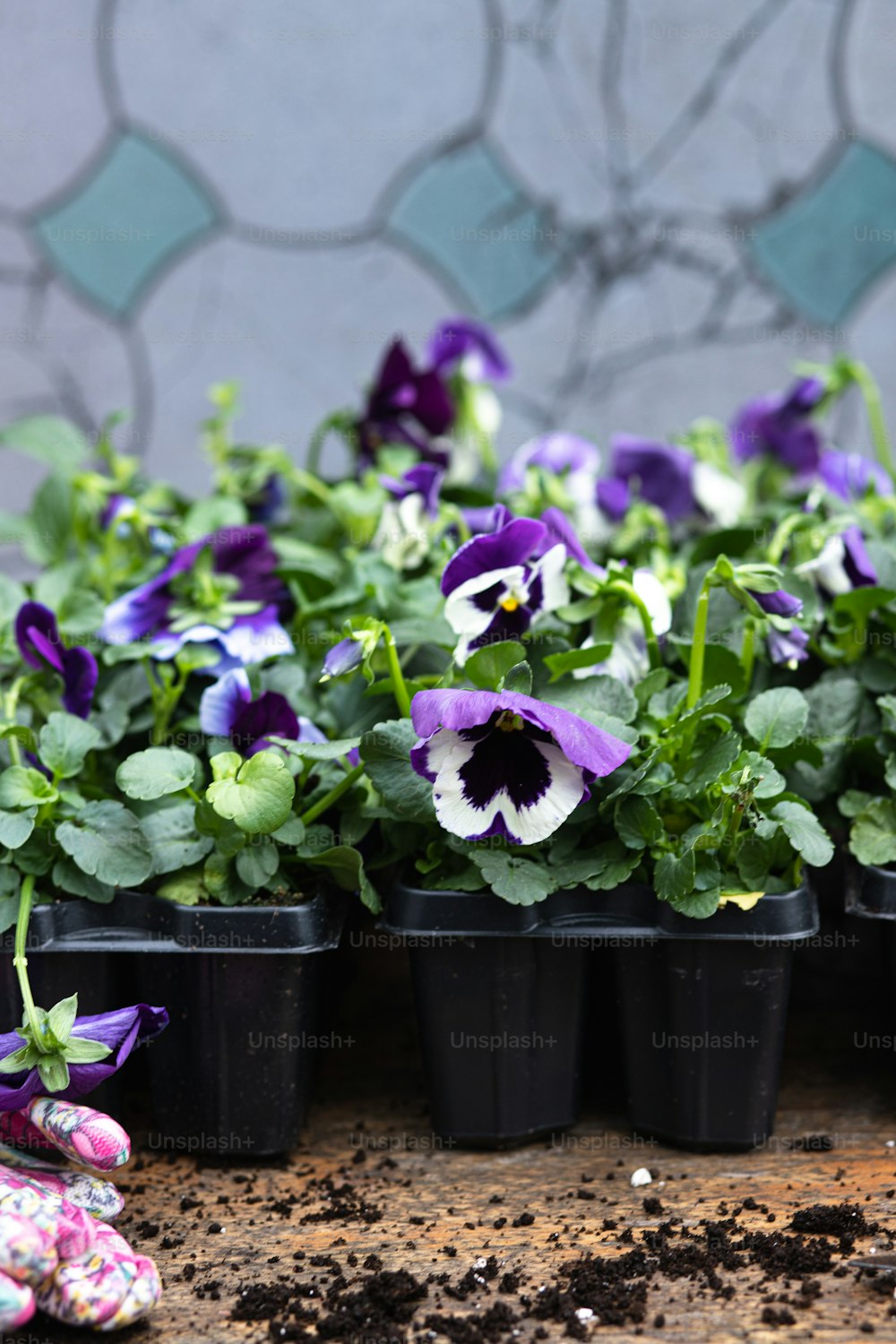 a group of pansies with purple and white flowers