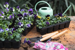 une table surmontée de plantes en pot et d’ustensiles de jardinage