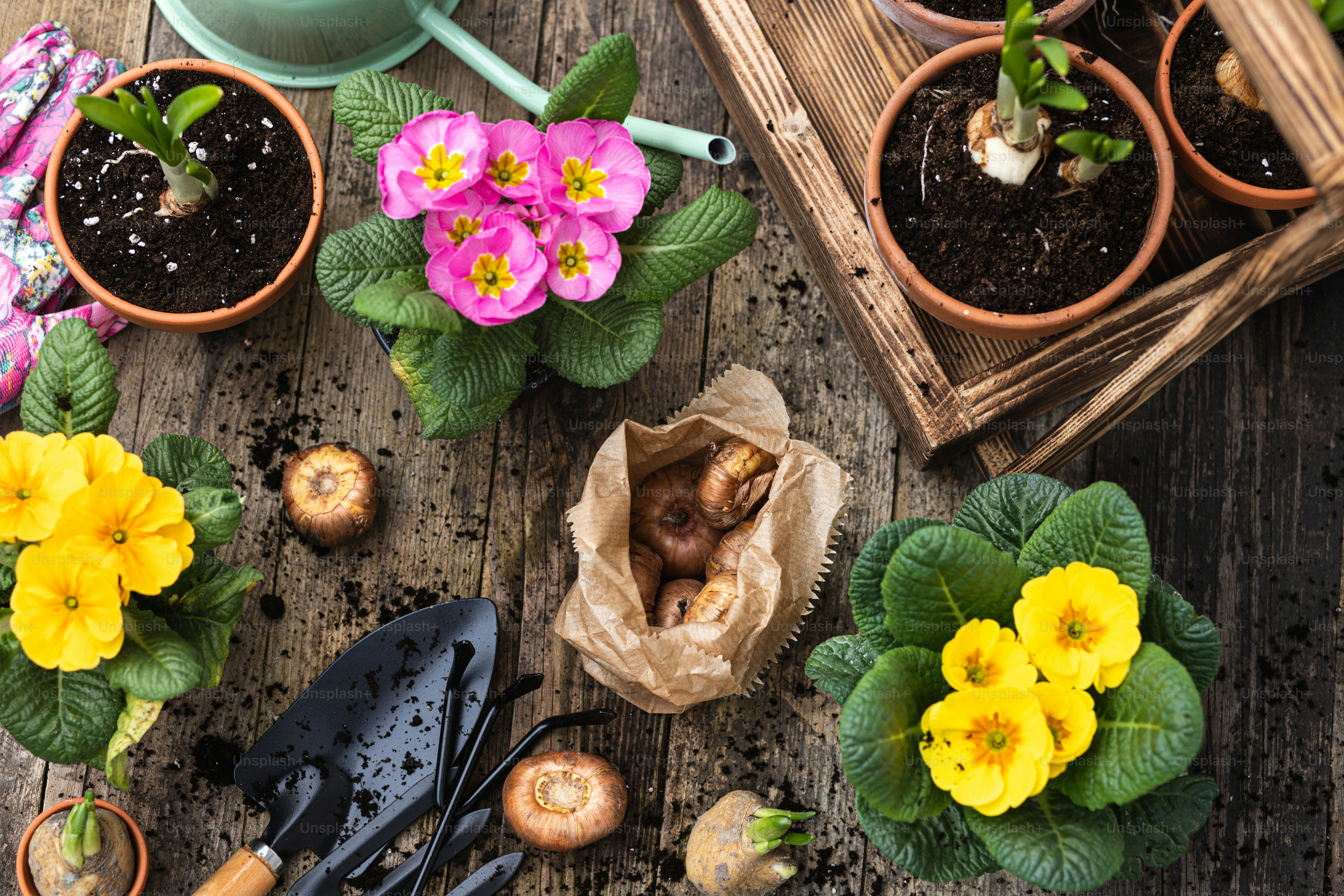 a group of potted plants sitting on top of a wooden table