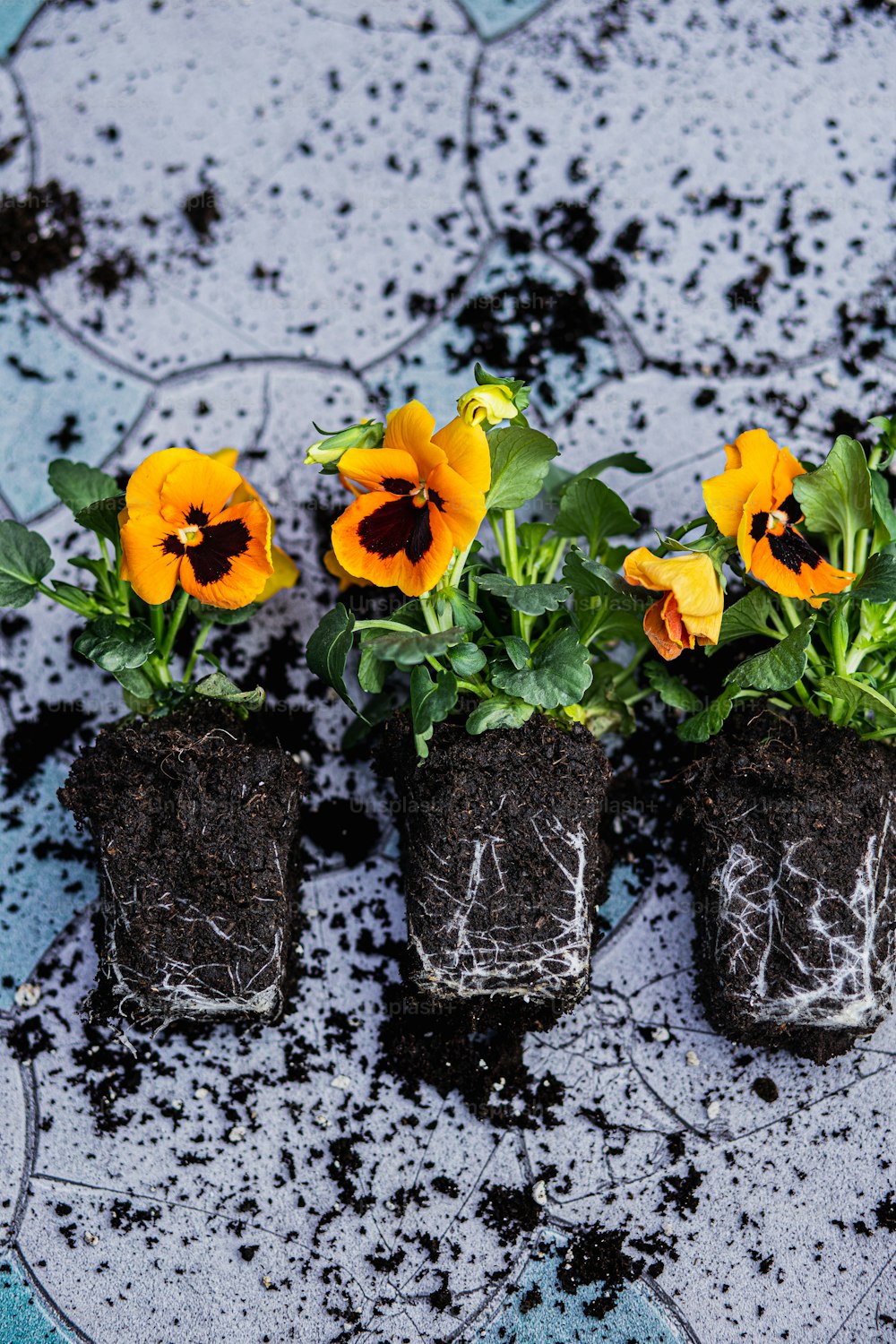 un groupe de trois pots de fleurs assis sur un sol carrelé