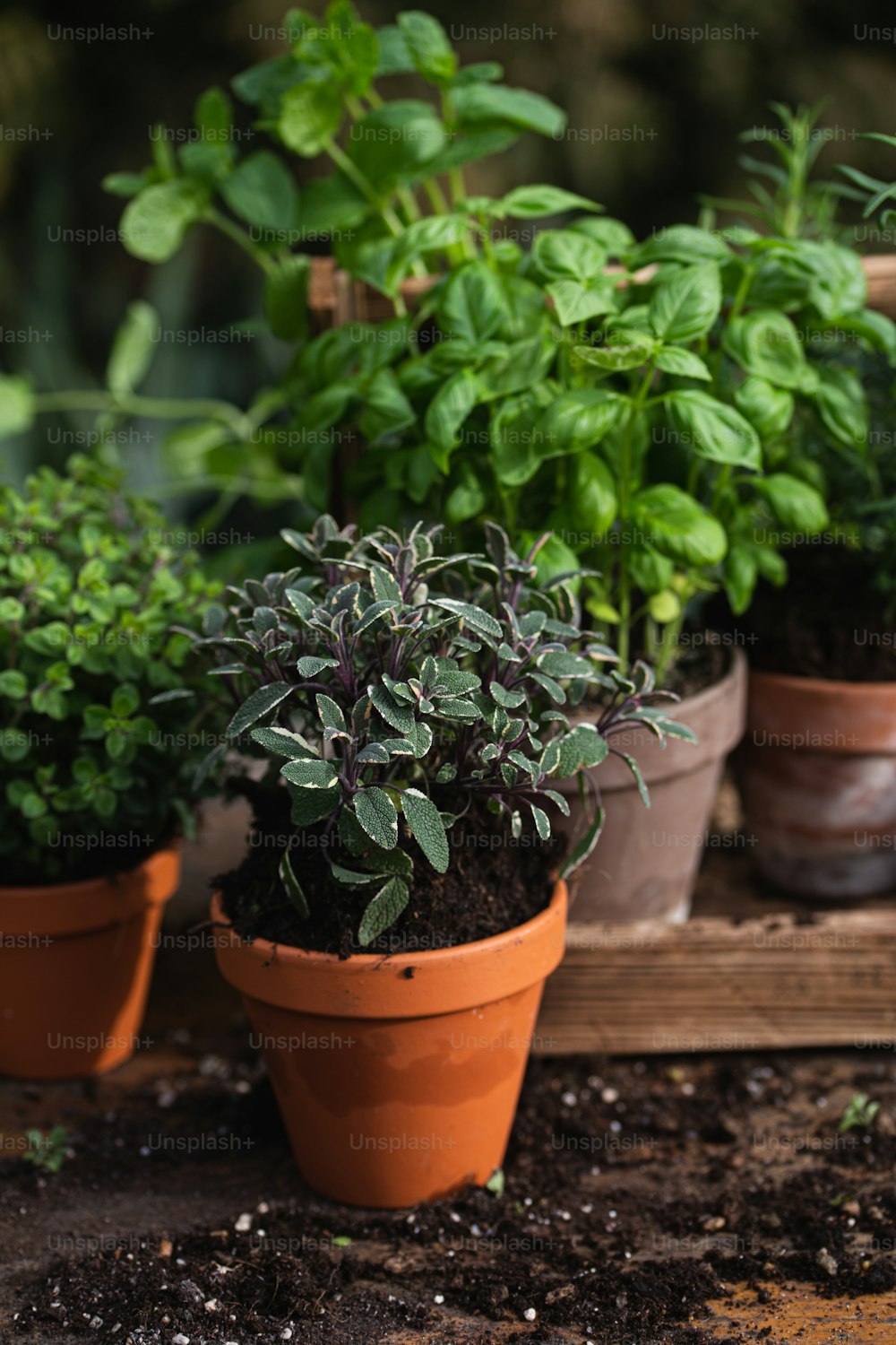 a group of potted plants sitting on top of a wooden table