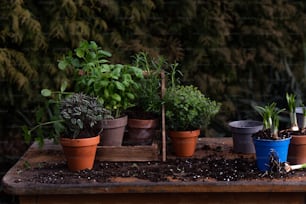 Una mesa de madera cubierta con muchas plantas en macetas