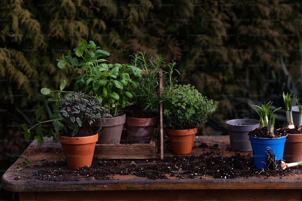 a wooden table topped with lots of potted plants