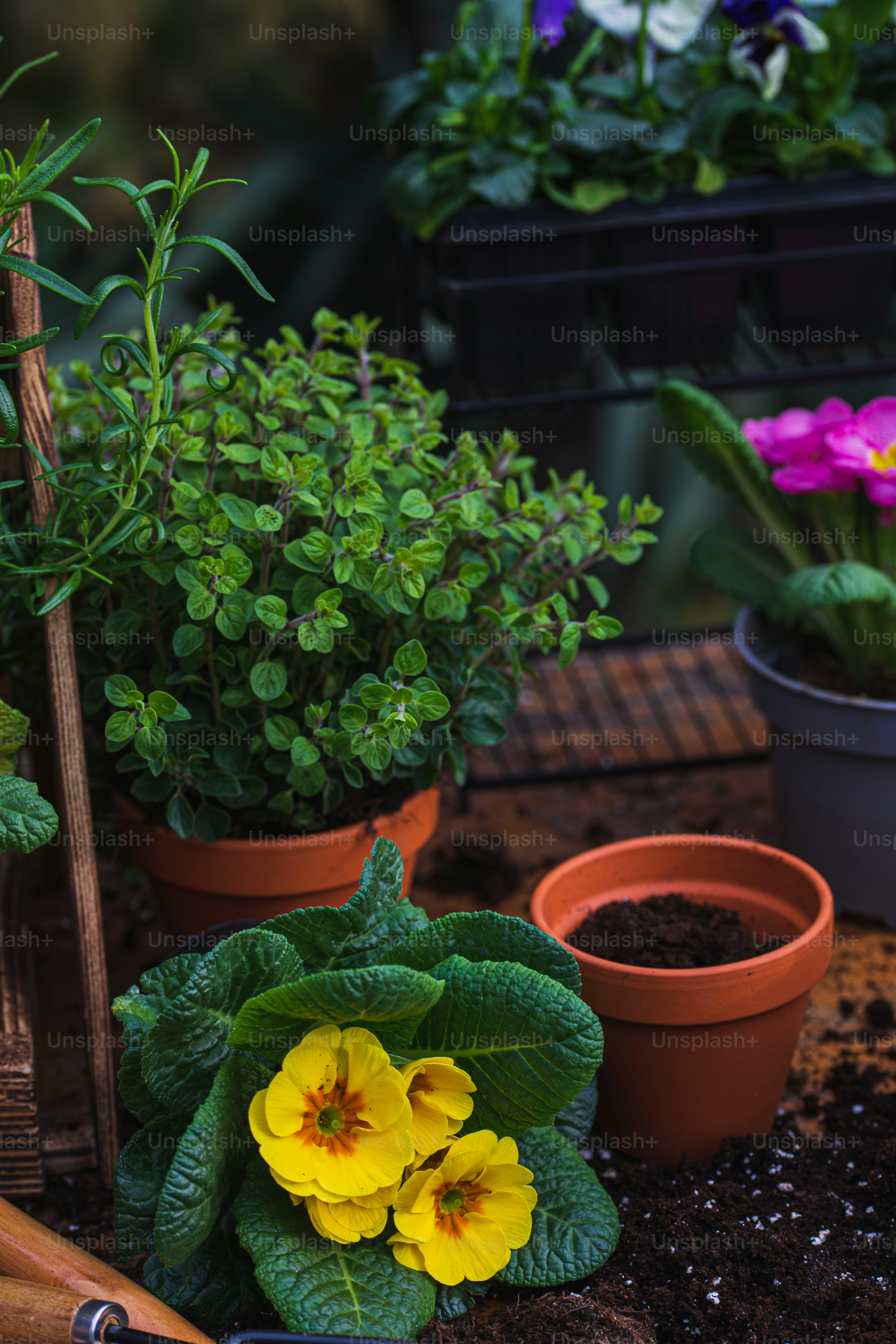 a group of potted plants sitting on top of a wooden table