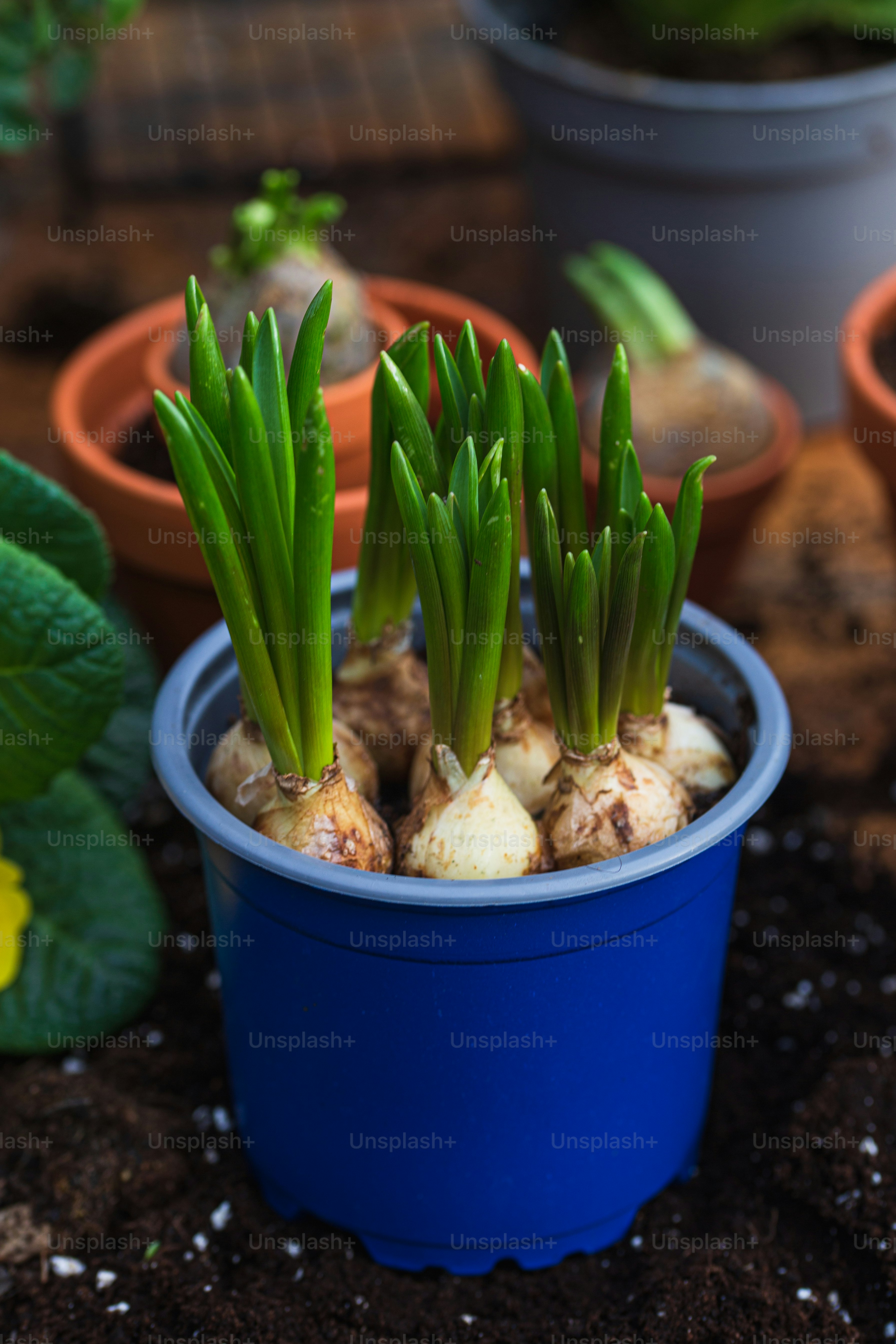 a blue pot filled with green plants on top of a wooden table