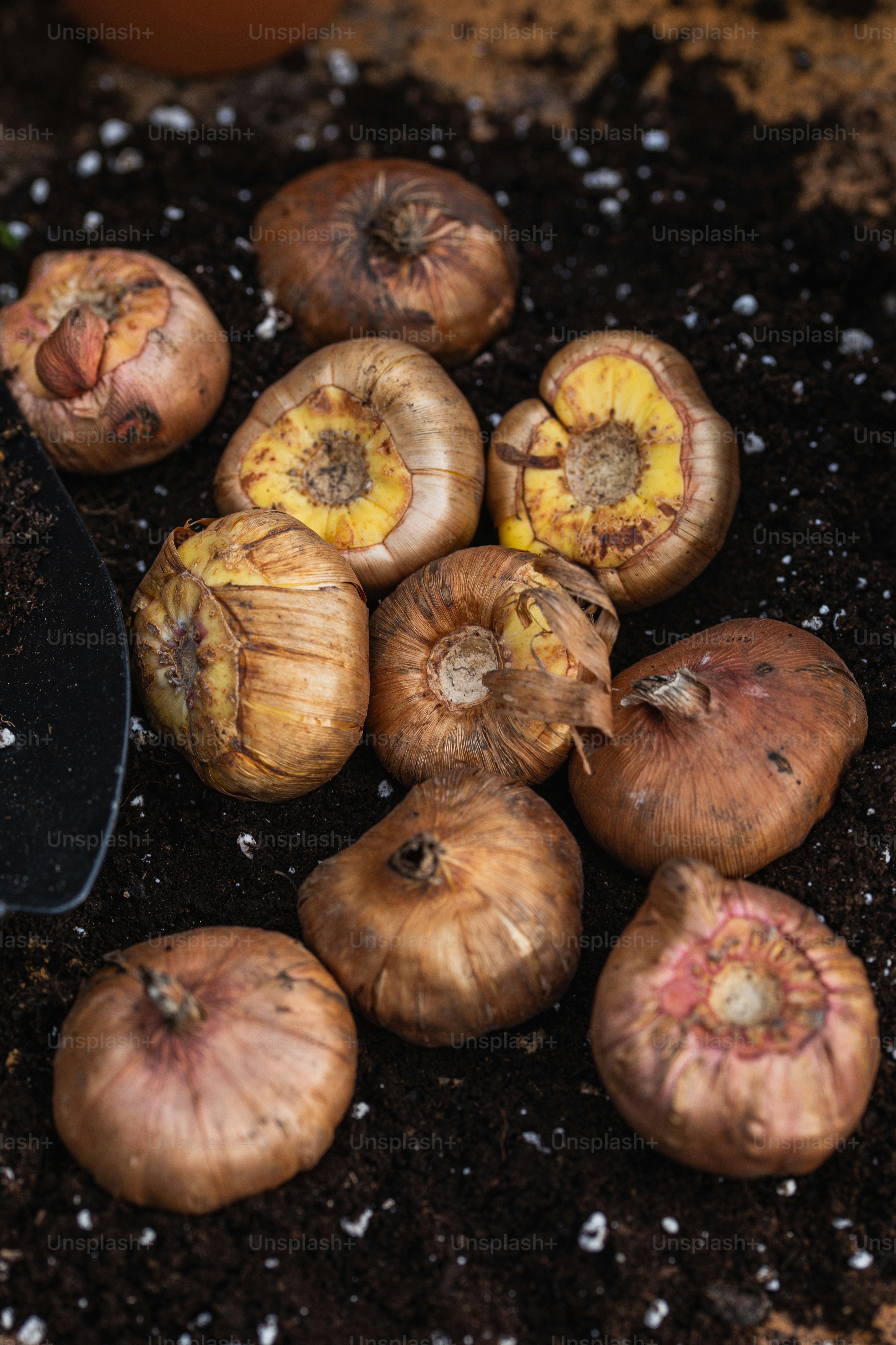 a bunch of garlic sitting on top of a pile of dirt