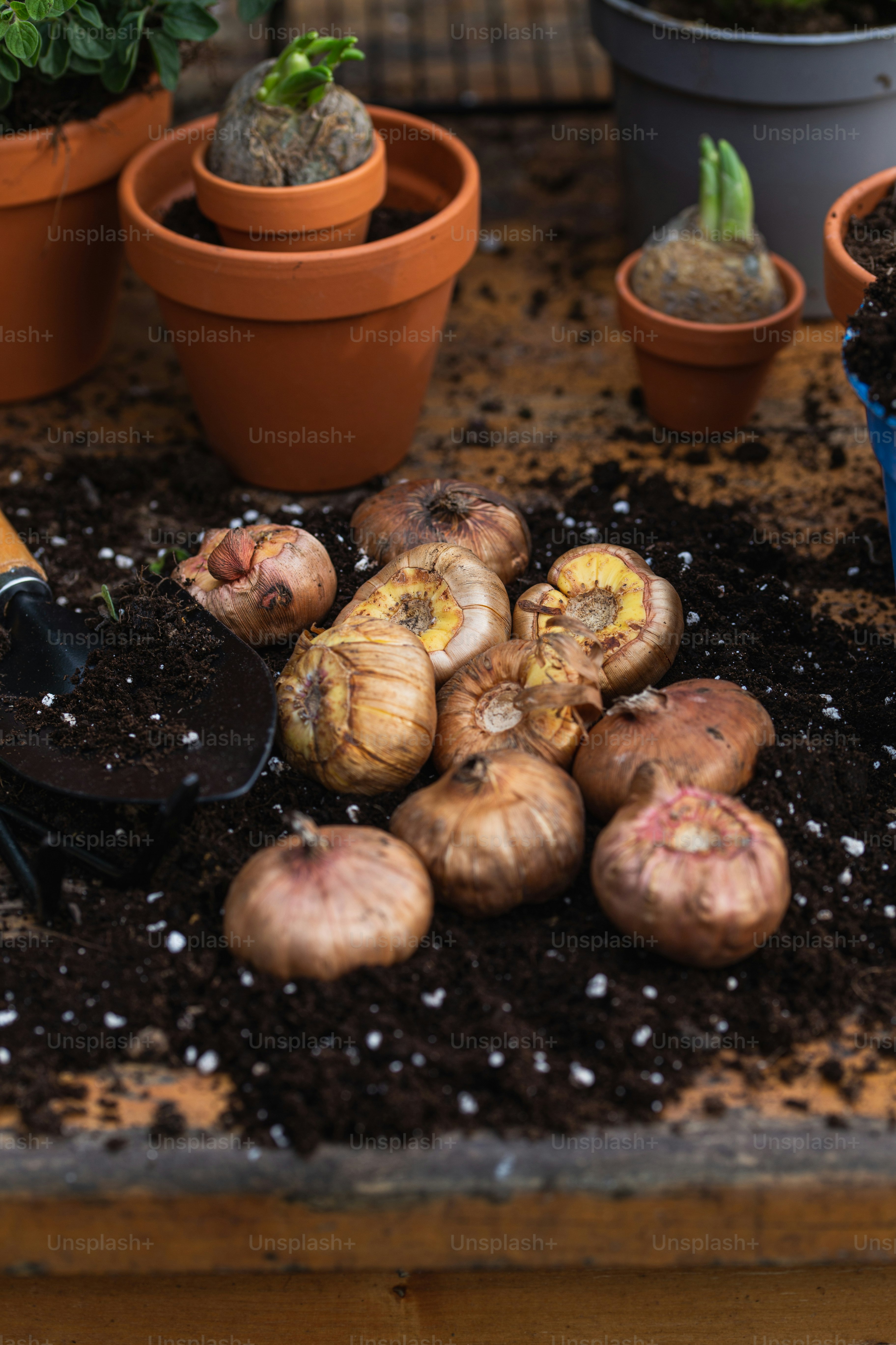 a bunch of plants that are sitting in the dirt