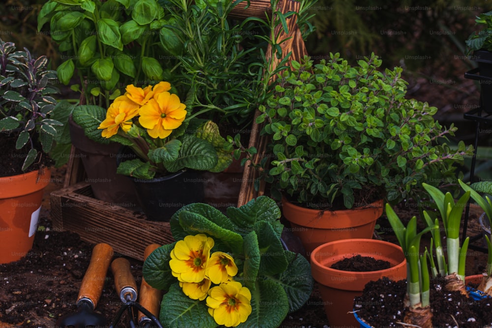 a group of potted plants with yellow flowers