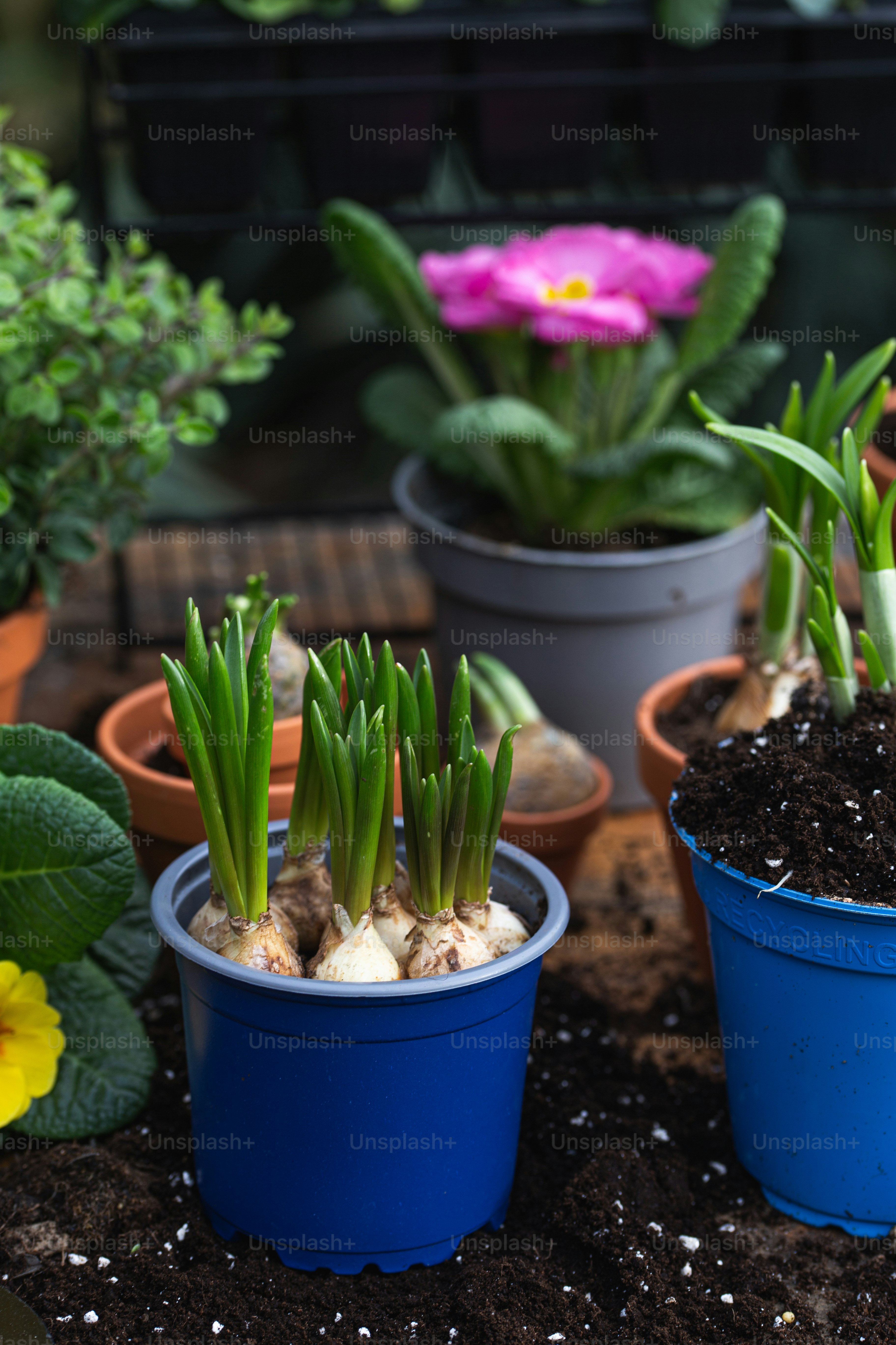 a group of potted plants sitting on top of a wooden table