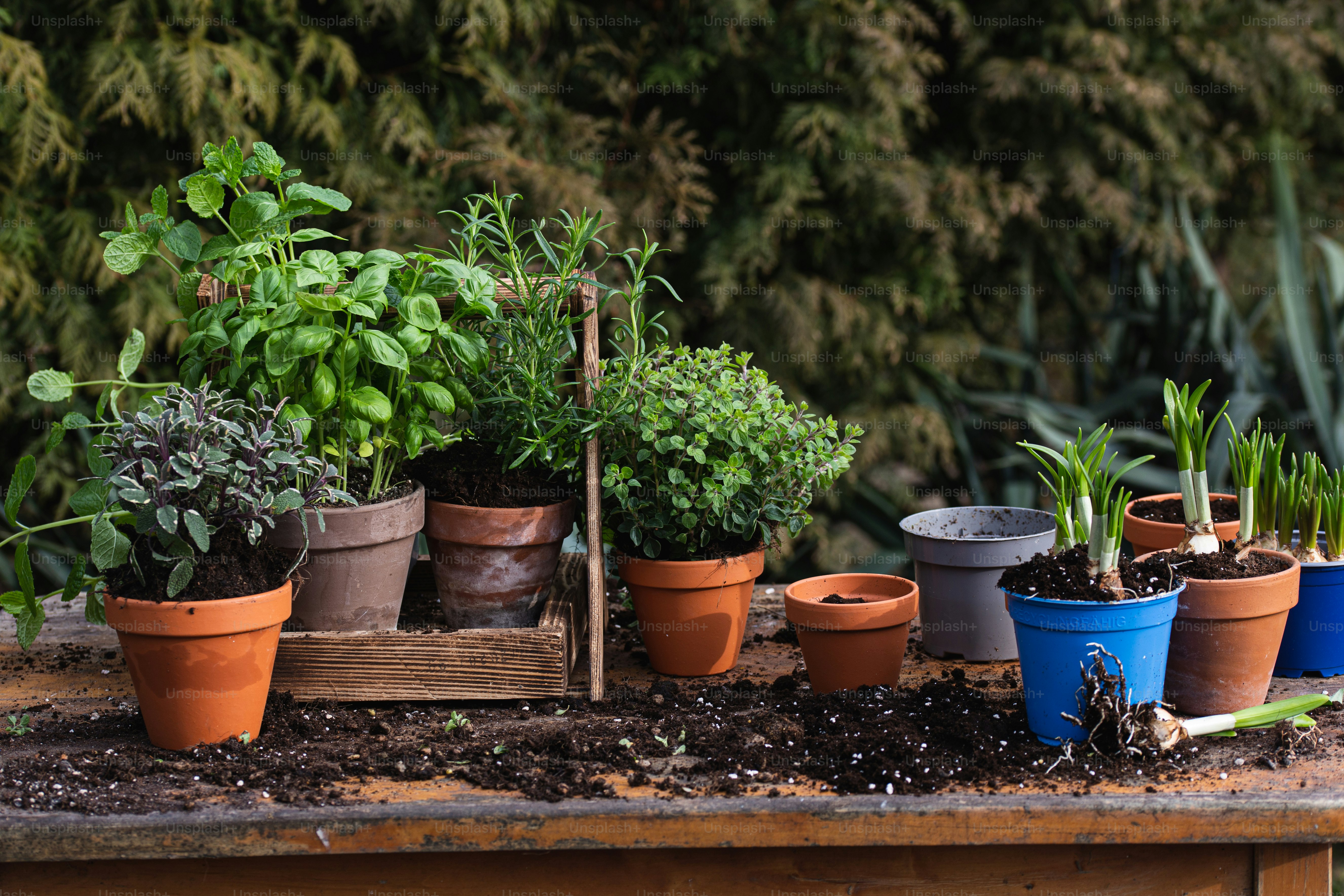 um grupo de vasos de plantas sentado em cima de uma mesa de madeira