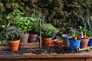 a group of potted plants sitting on top of a wooden table