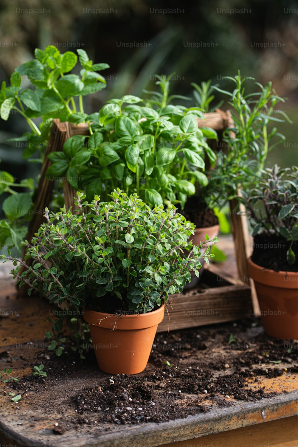 a group of potted plants sitting on top of a wooden table