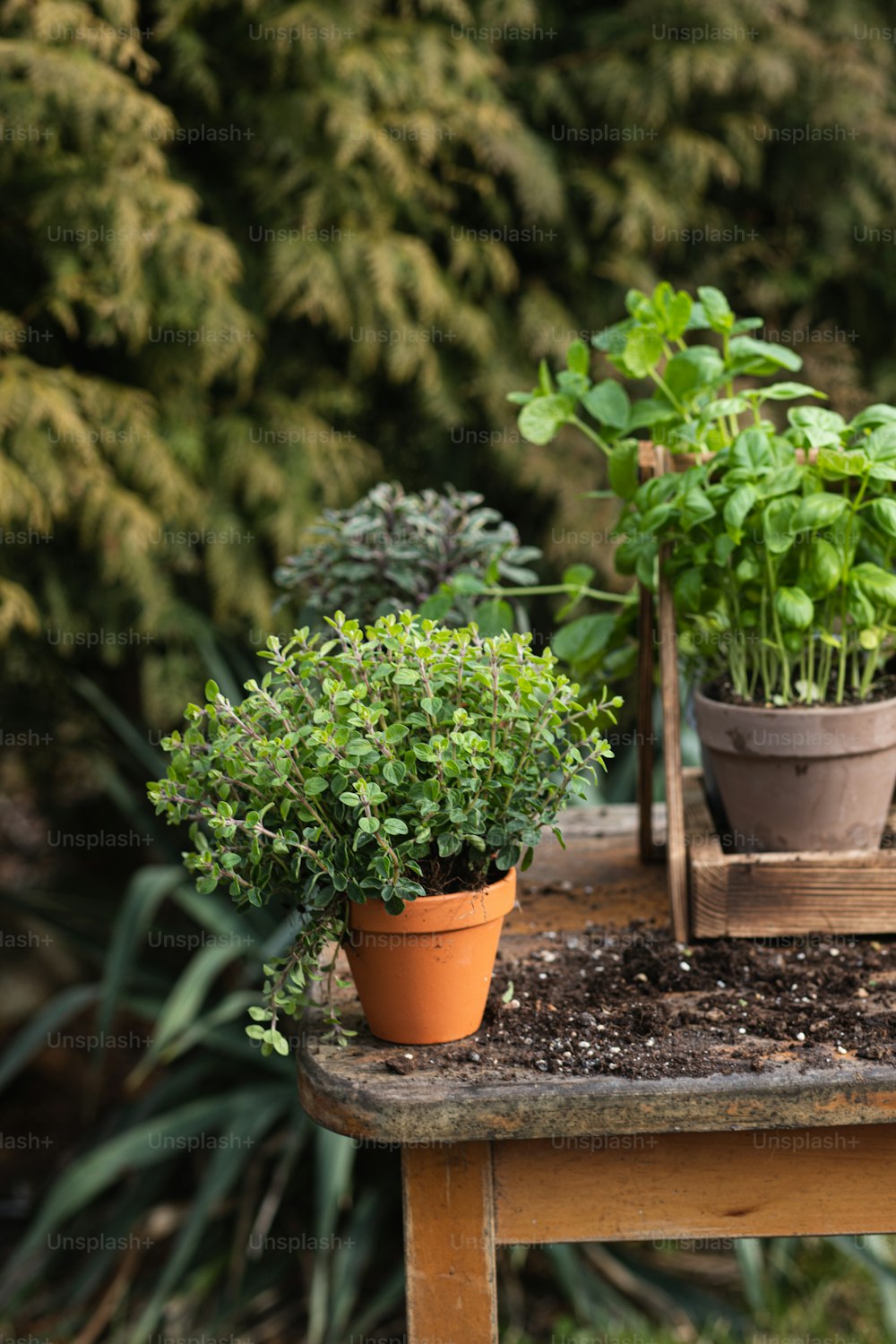 a table topped with potted plants on top of a wooden table