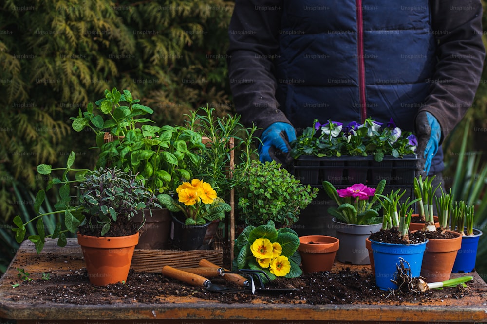 a person in a blue jacket is holding a potted plant