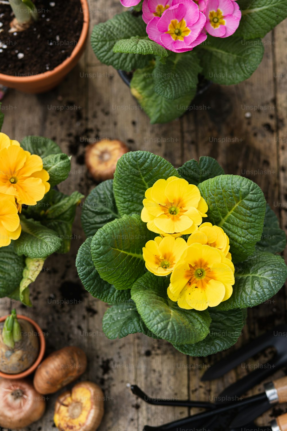 a group of flowers that are sitting on a table