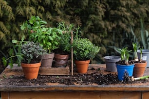 a group of potted plants sitting on top of a wooden table