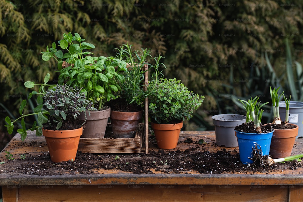 a group of potted plants sitting on top of a wooden table