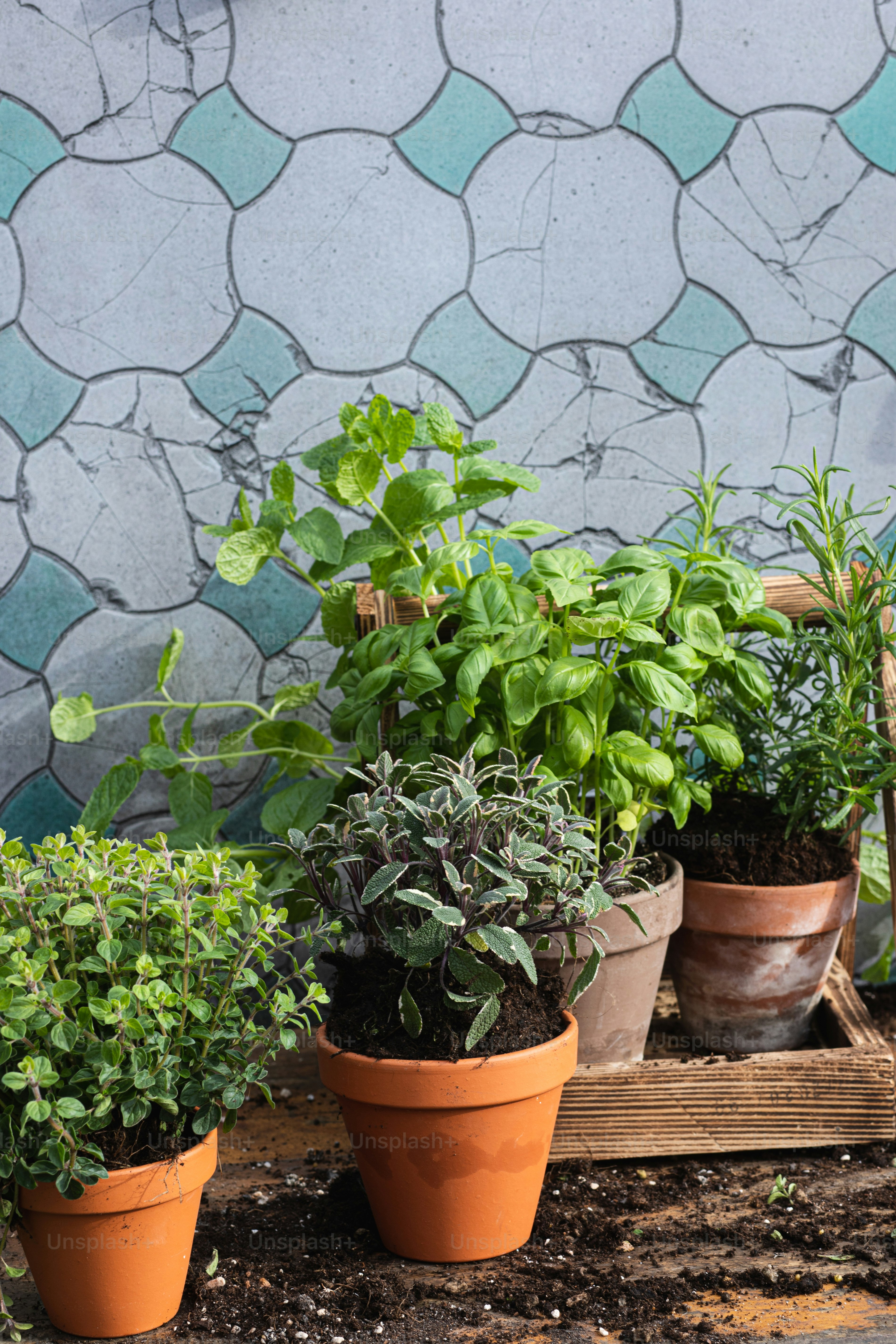 a group of potted plants sitting on top of a wooden pallet