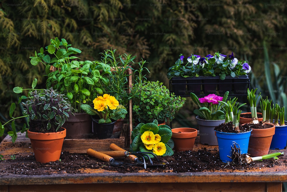 une table en bois surmontée de nombreuses plantes en pot