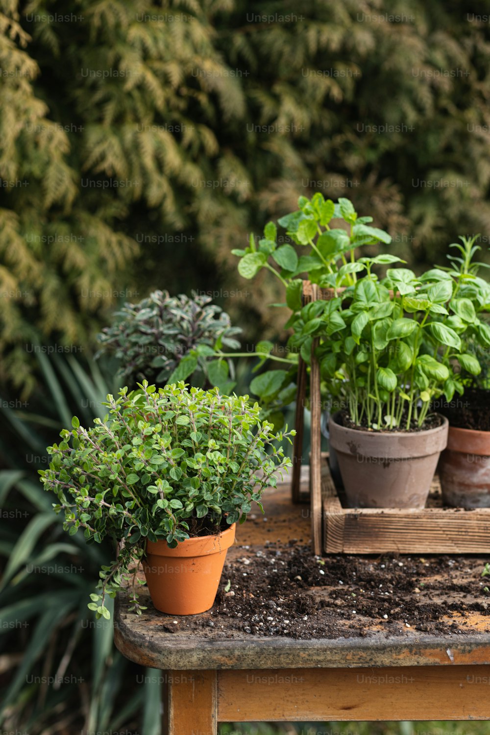 a wooden table topped with lots of potted plants