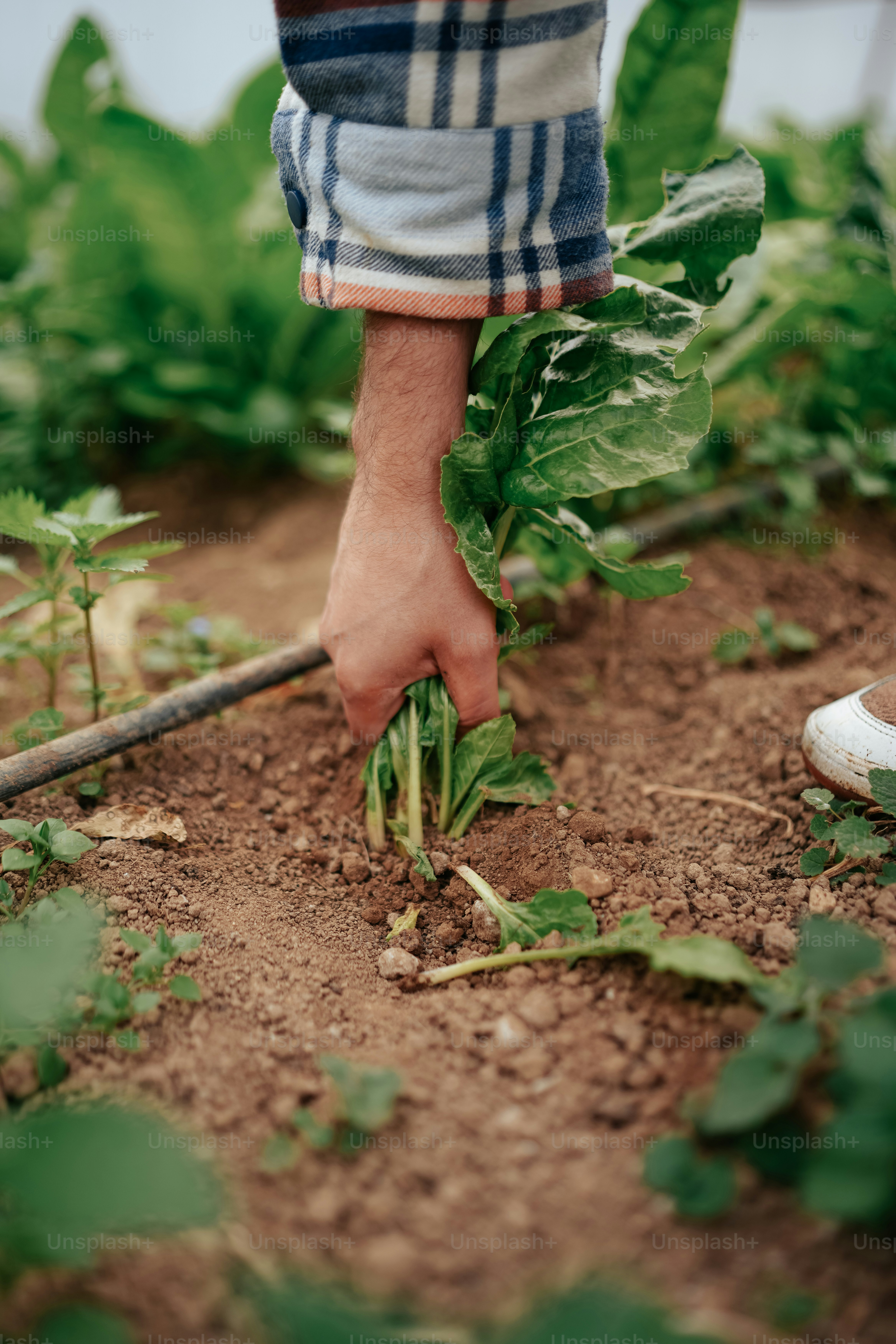 a person picking leaves from a plant in a garden