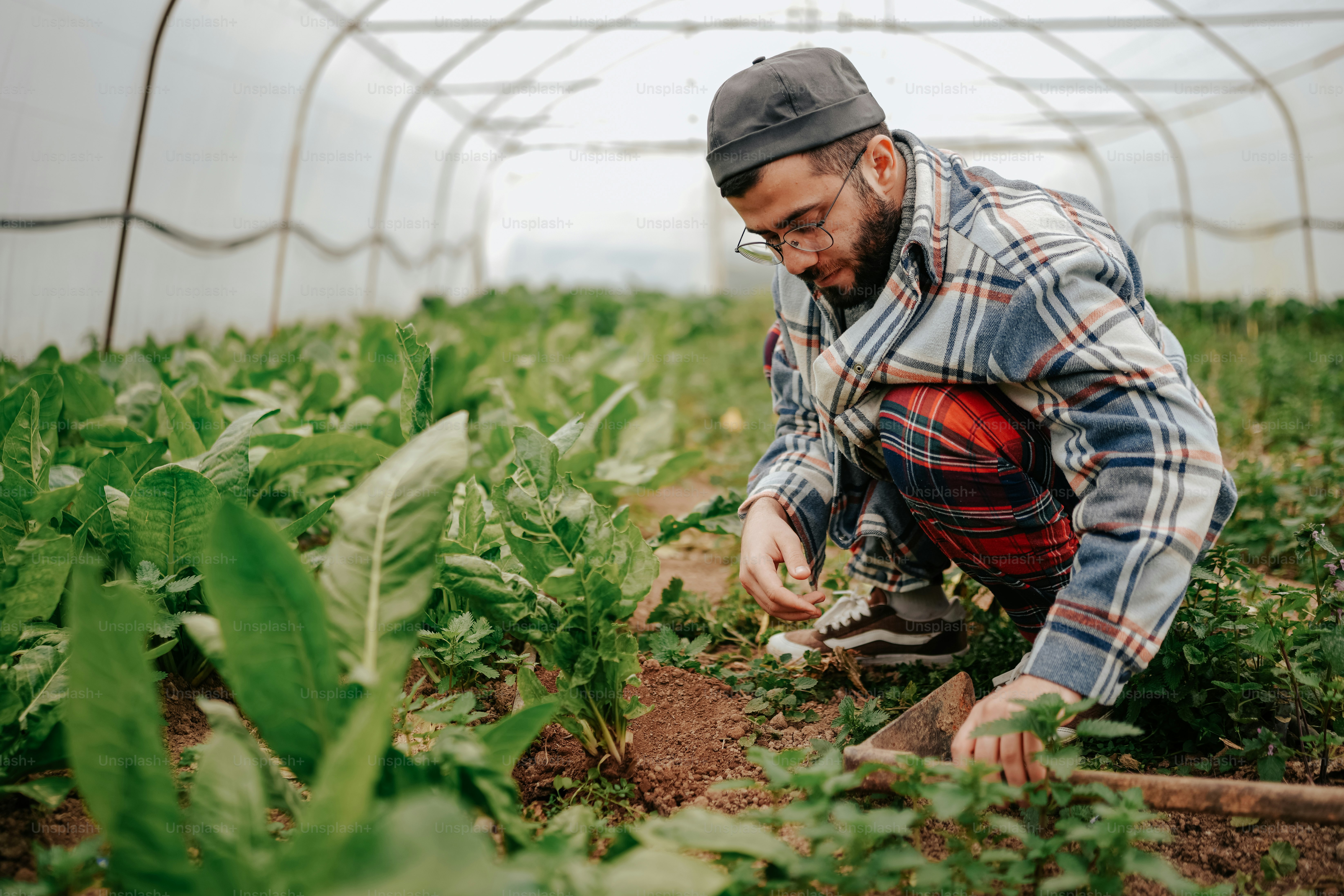 a man kneeling down in a field of plants