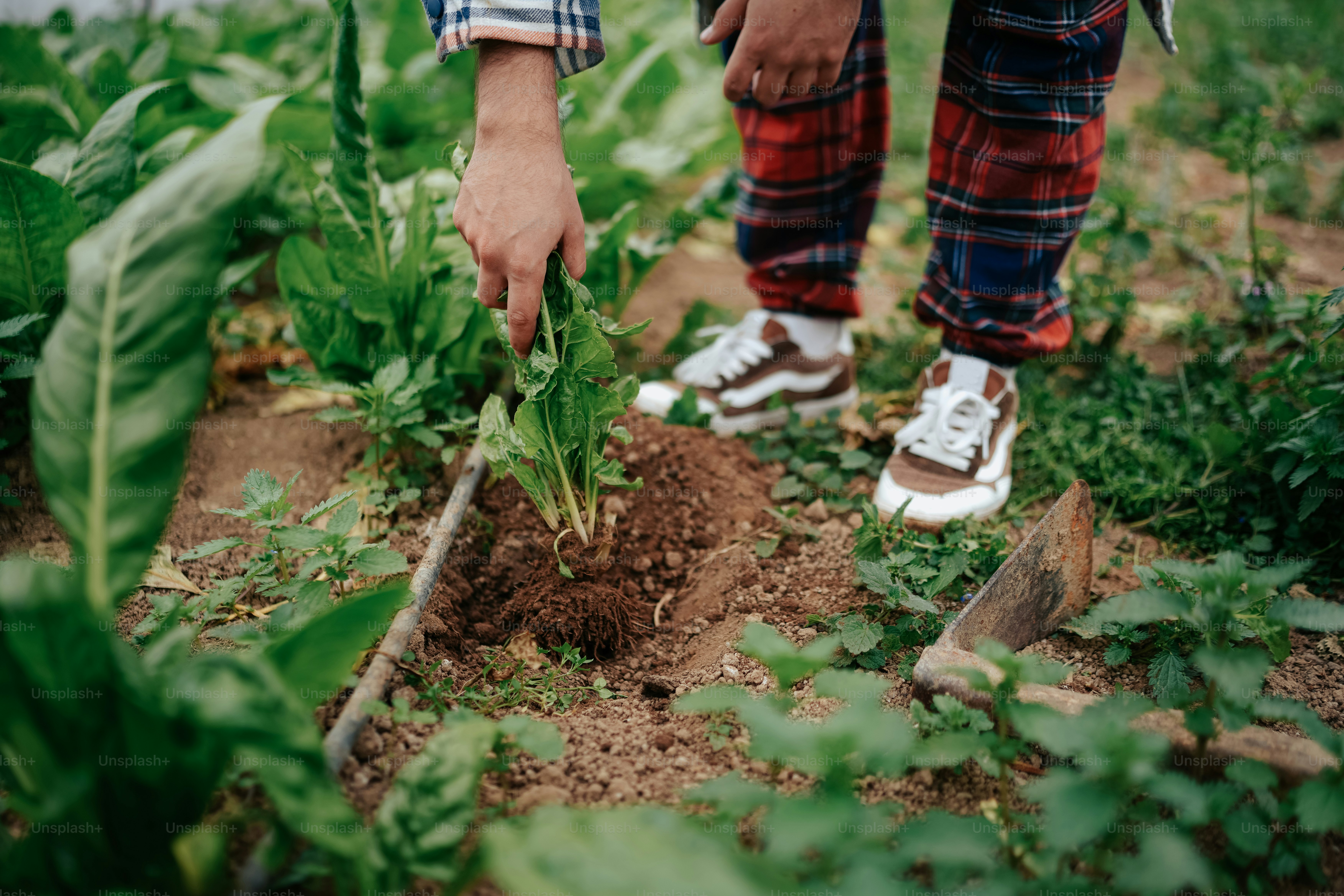 a person standing in a field of plants