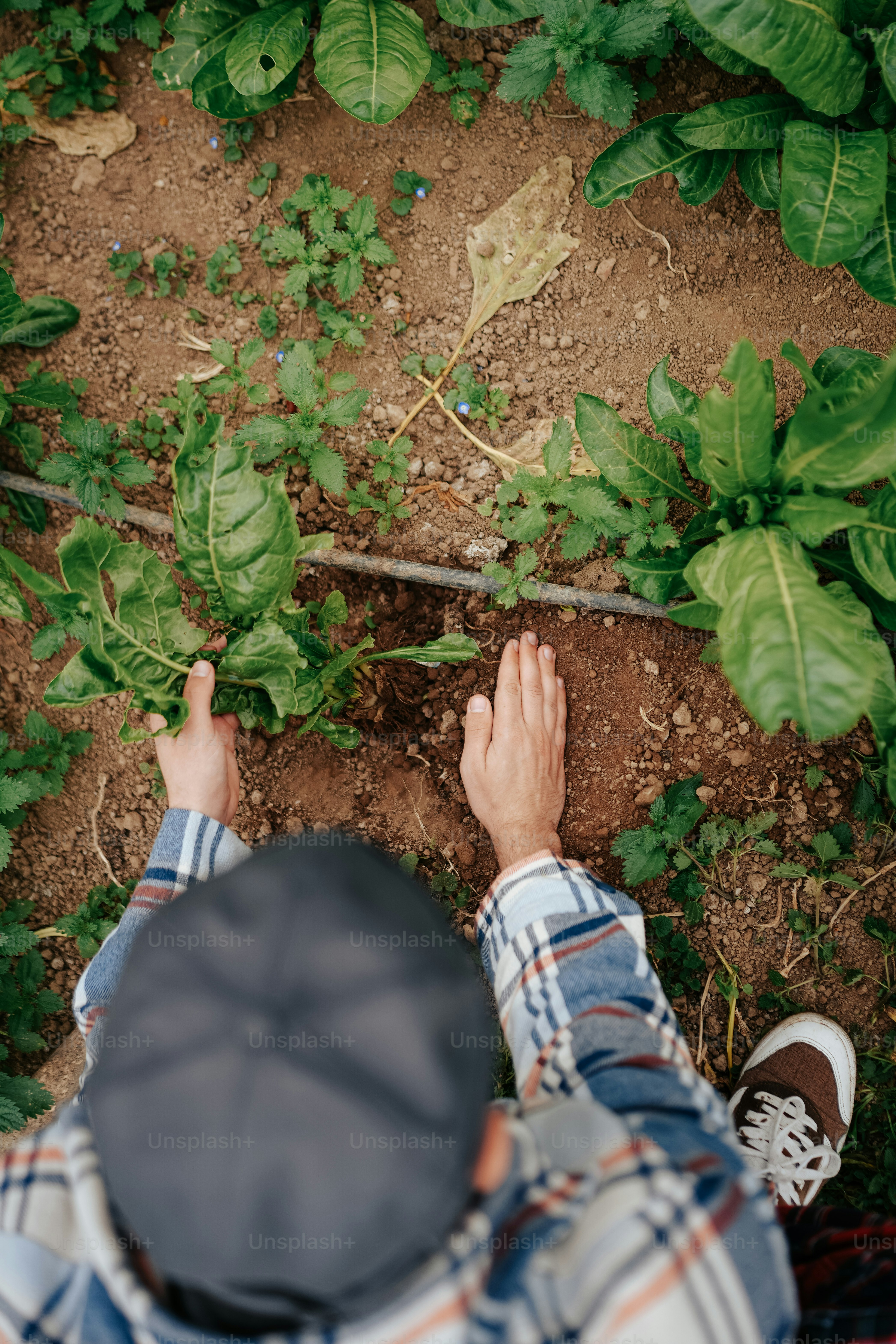 a person standing in a field of green plants