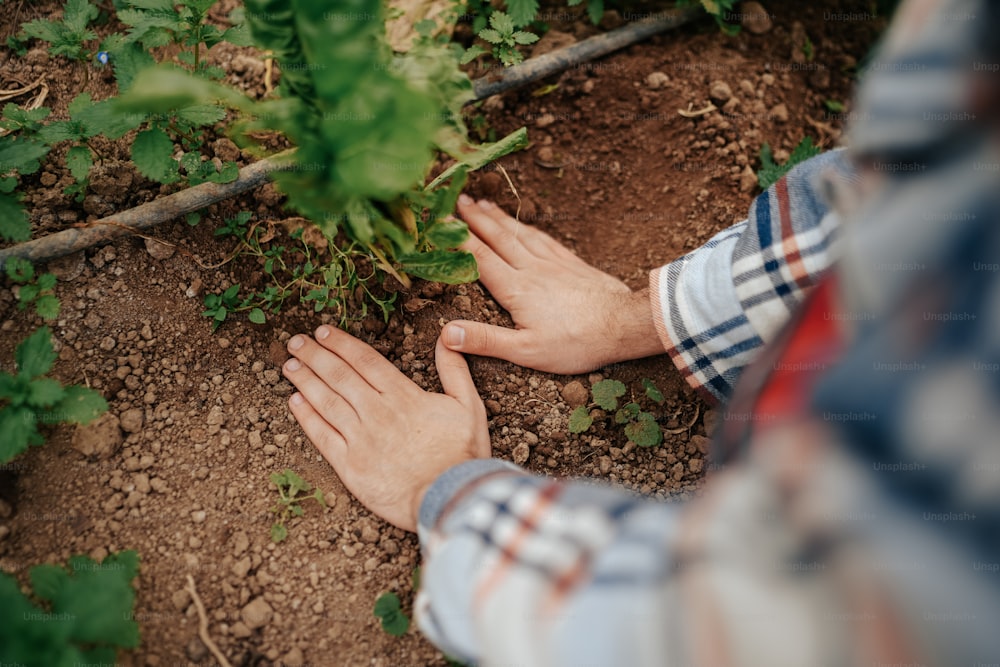 a person reaching for a plant in the dirt